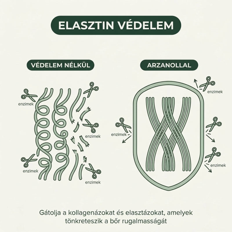 wrinkle-lp-elastin-diagram